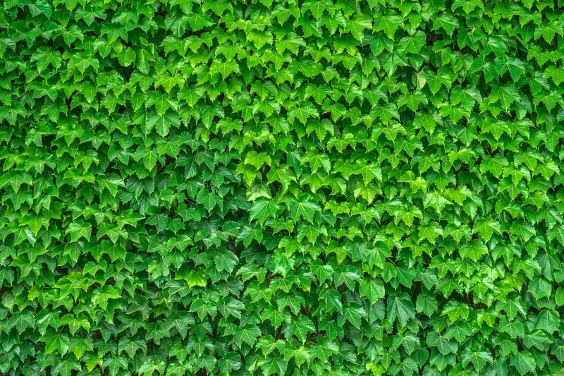 Eco-friendly plant walls